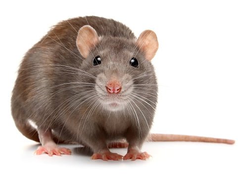 Rodenticides in Canada - rodenticidecanada.com