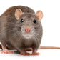 All Weather Tomcat Bait Chunx Rat Mice Rodent Blocks 18lb/8.2kg - rodenticidecanada.comrat blocksrodenticidecanada.com8509619306357gps - new - 01